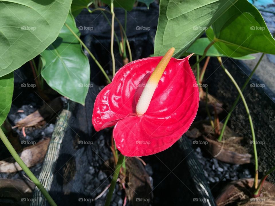 Anthurium Flower. Red Flower