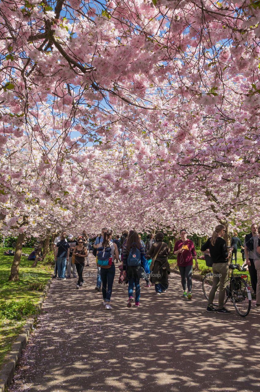 Pink park