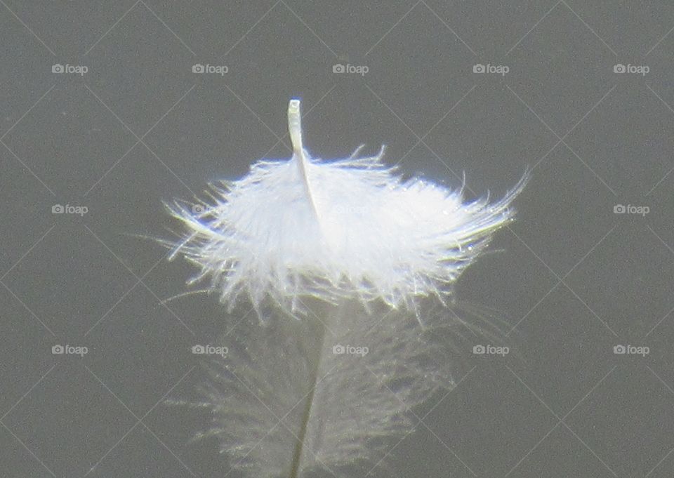 White feather floating on the lake with reflection on water