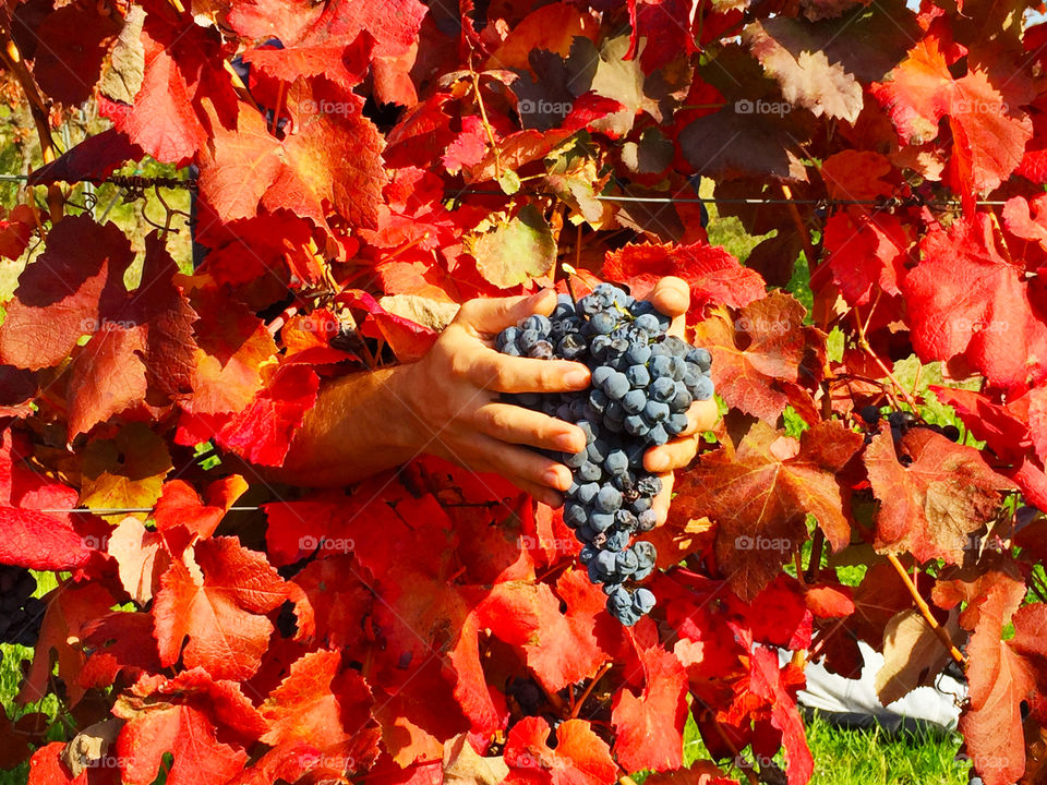 Hand holding a fruit of nature