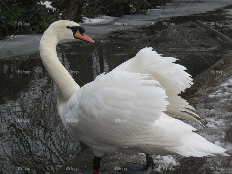 Swan Looking Back