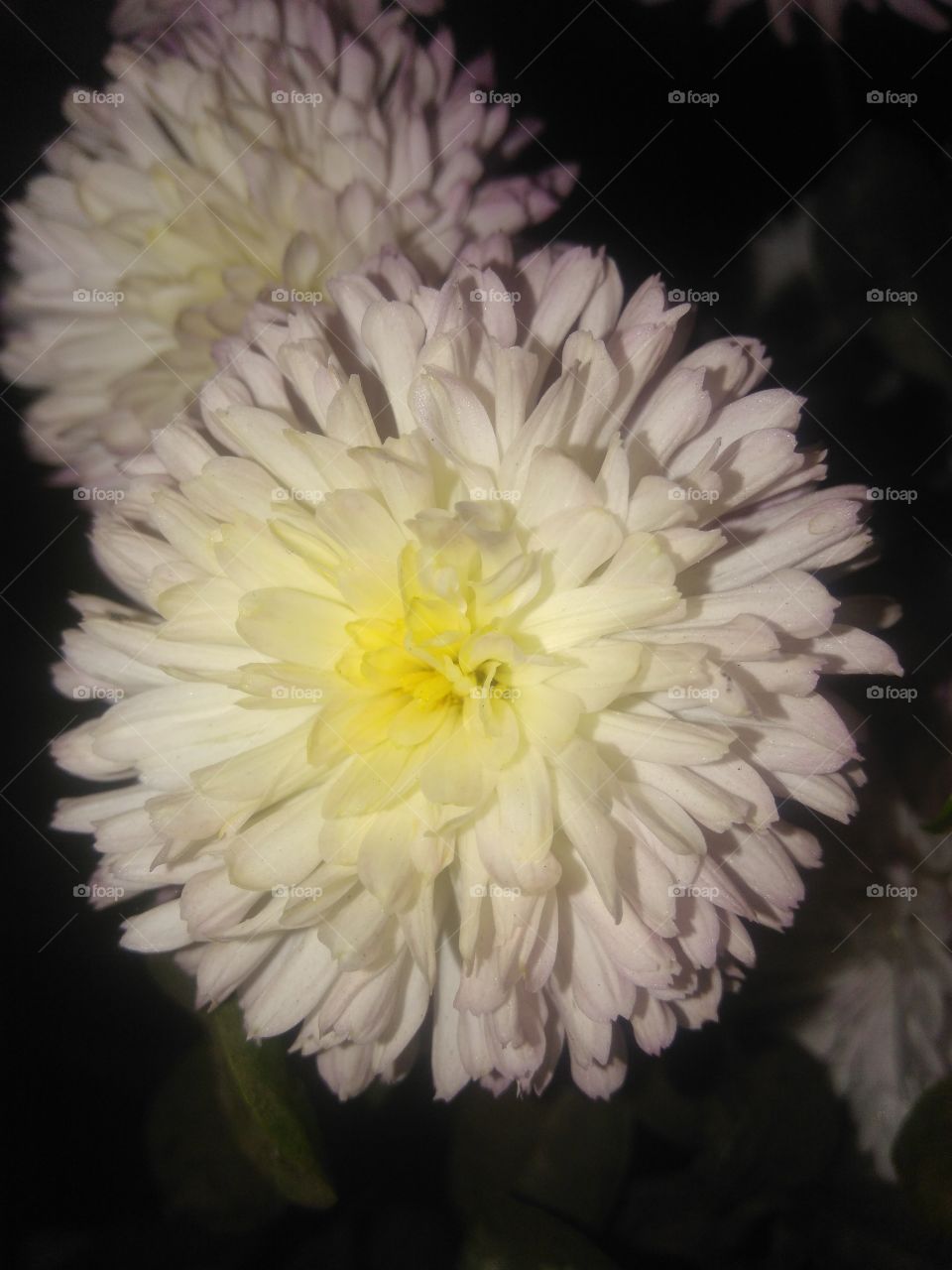 White chrysanthemum
white Flowers
