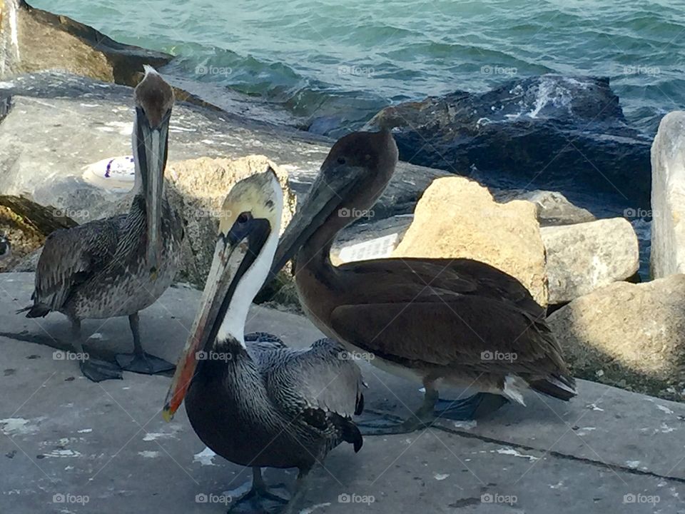 Pelican Trio