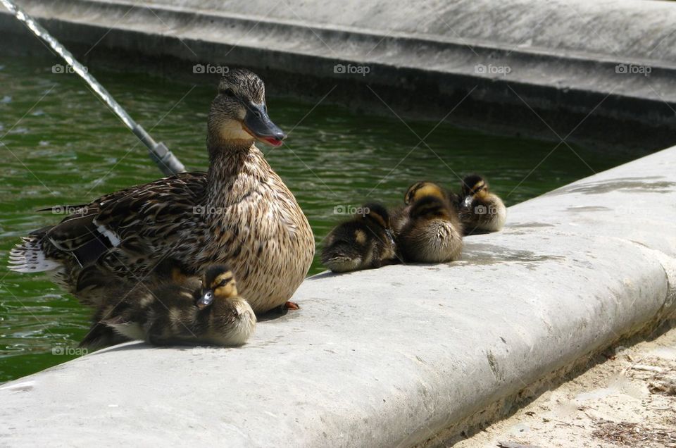 Duck's mother