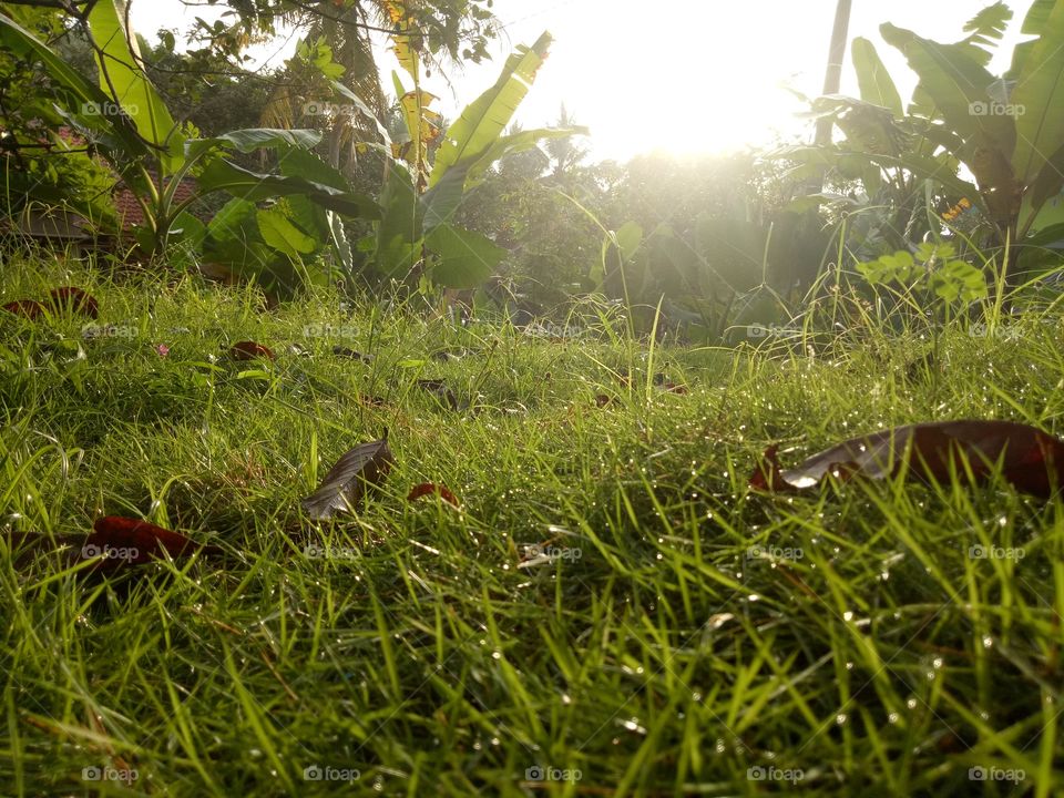 sunrise grass