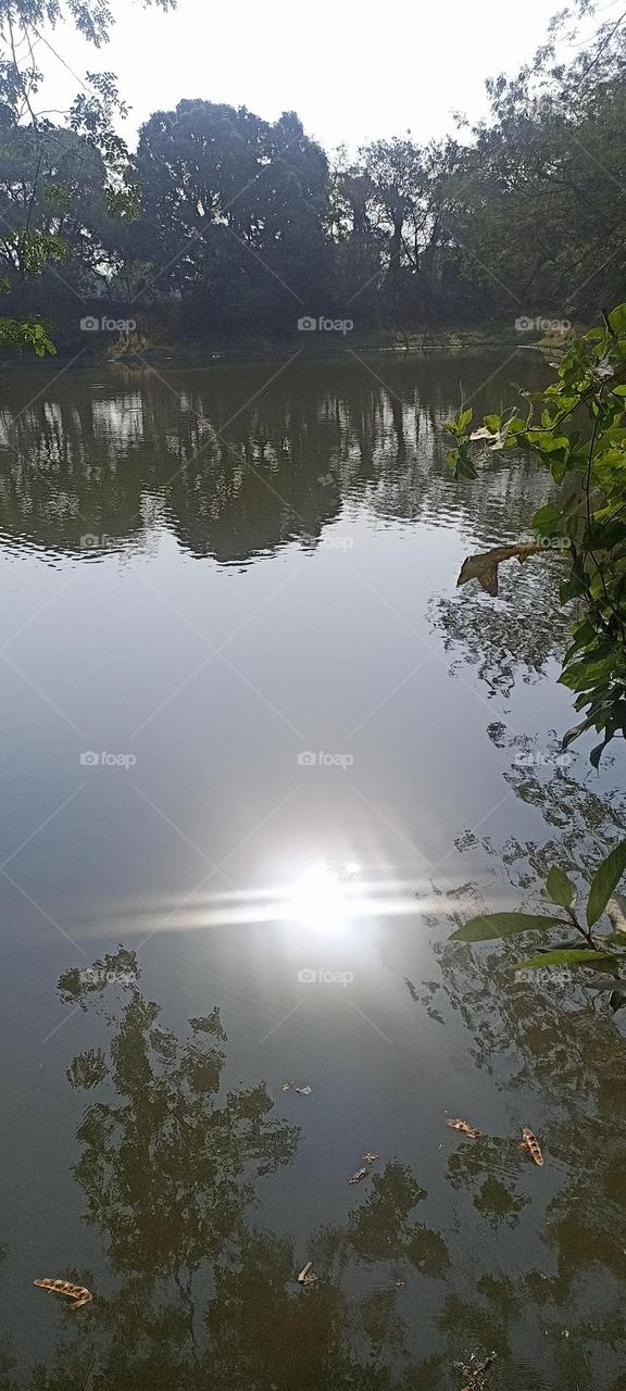 A reflection of the sun in a small pond covered with green trees