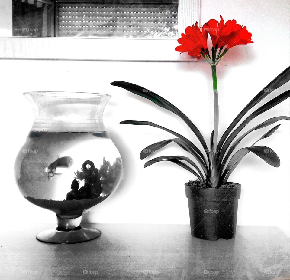 red flower and Grey the fish