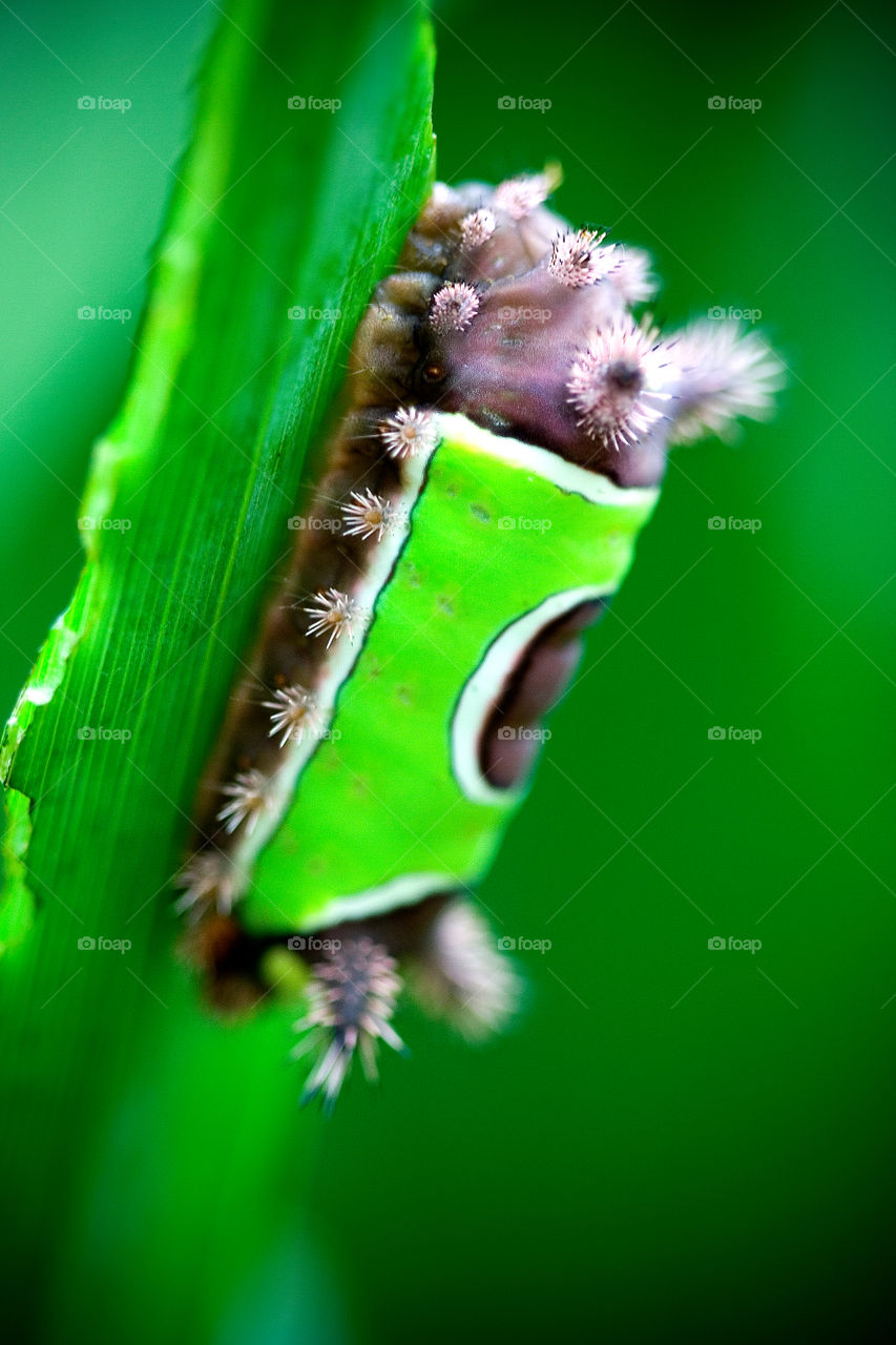 Unique Caterpillar