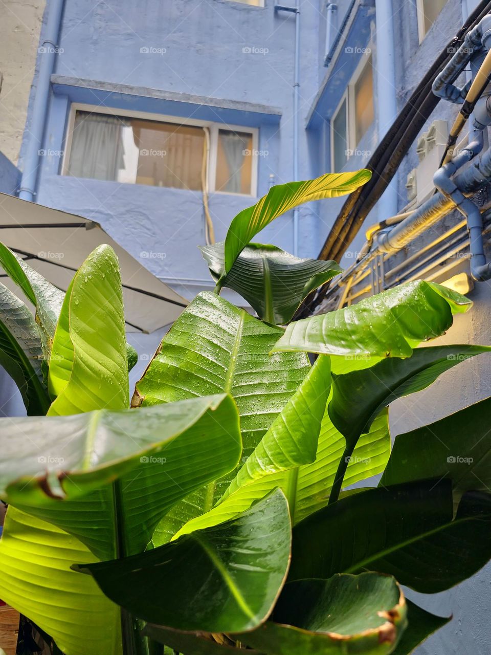 Back Alley Outdoor Plants after the Rain at Cafe in Causeway Bay Hong Kong