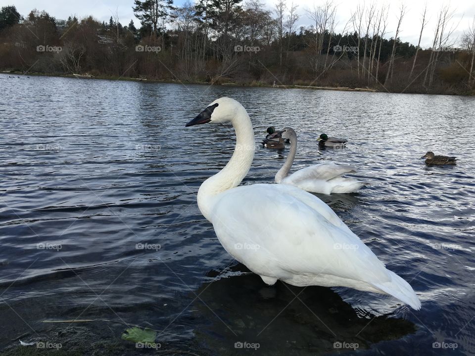 Swans