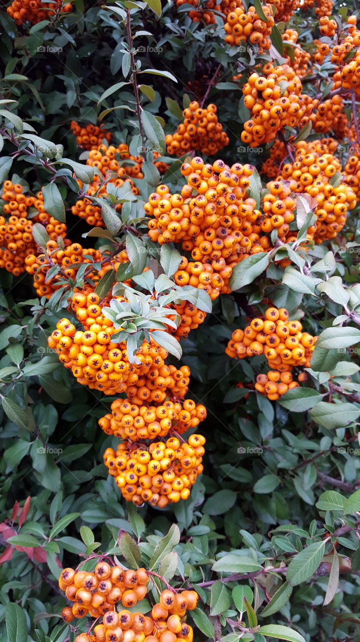 orange berries