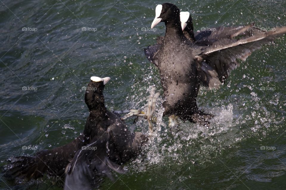 Birds Fighting