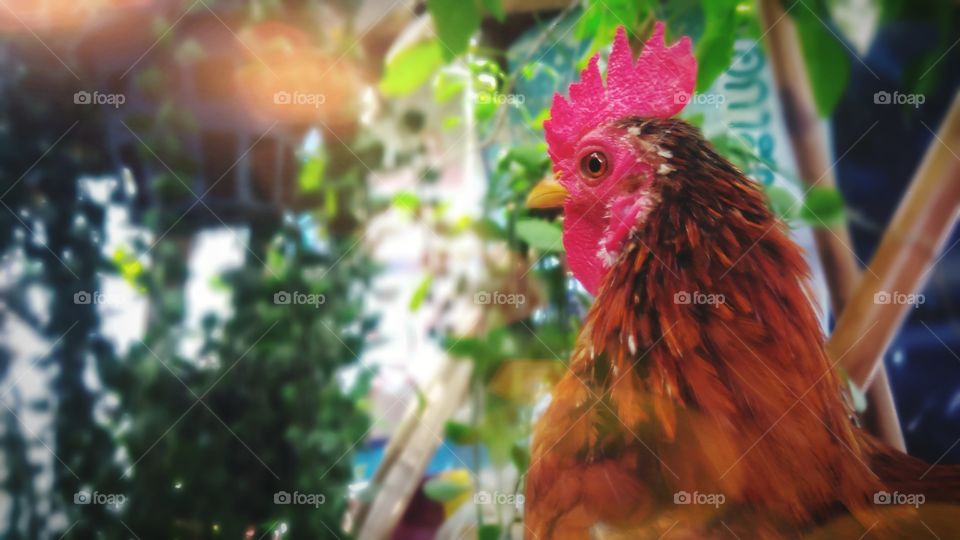 Beautiful and colorful dwarf chicken in the farm