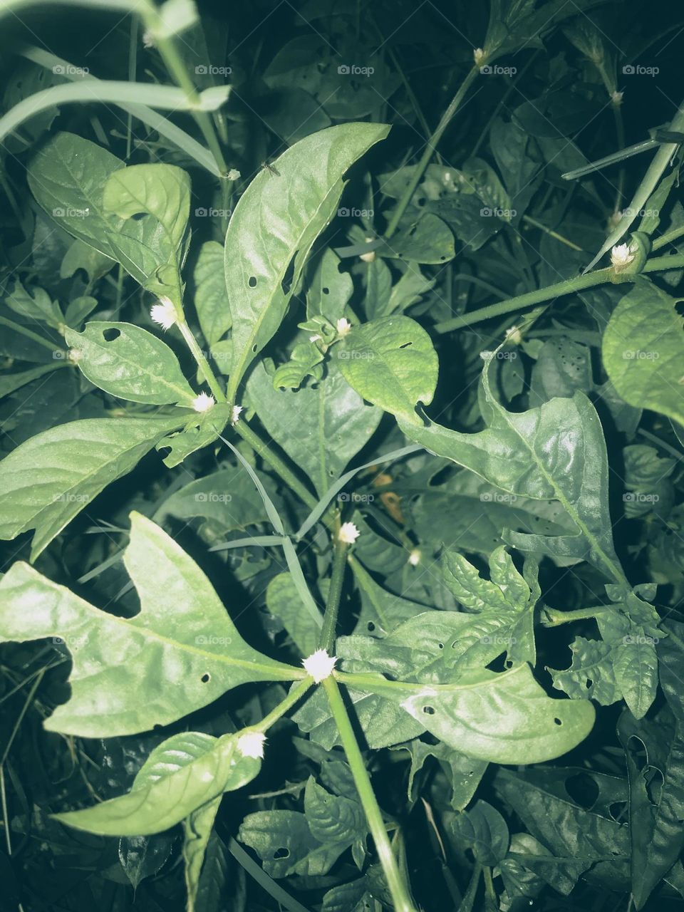 this vacation has made me a night crawler, moving about at night looking for captivating things to capture. this is beautiful though.