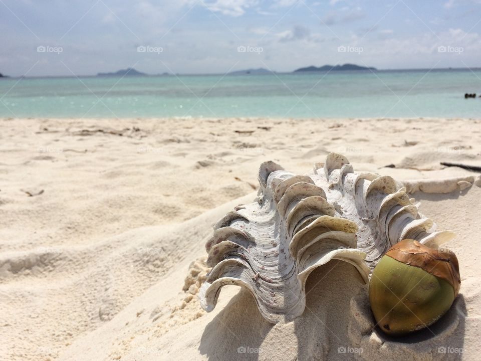 Photo of coral and coconut in whitesand beach 