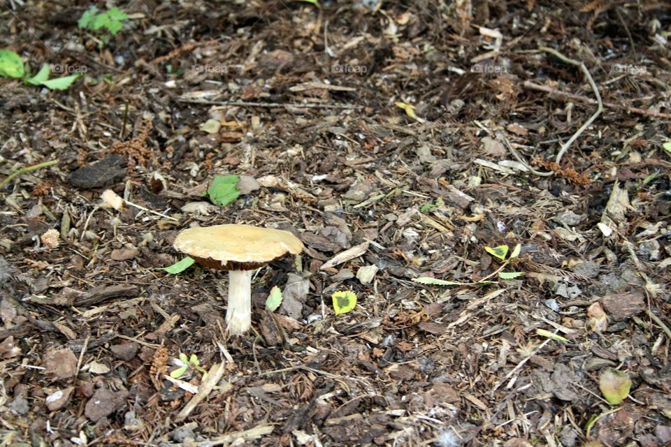 lonely mushroom in the forest