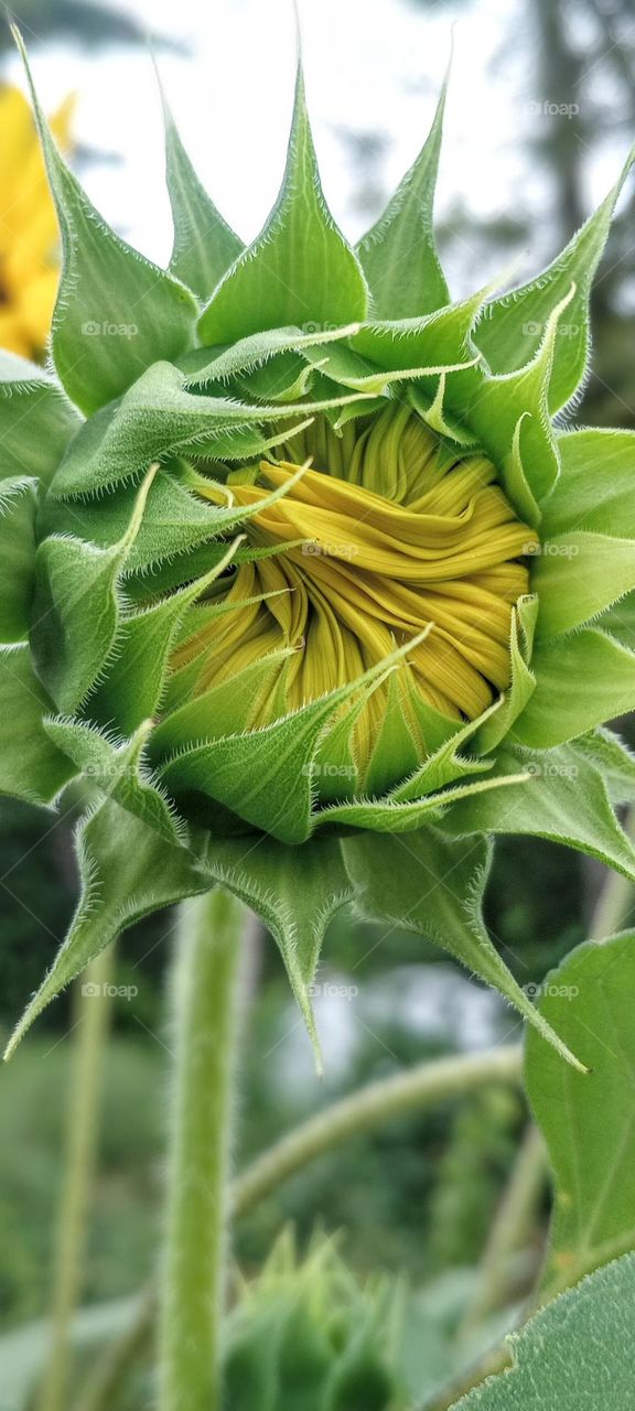 Blossoming Sunflower