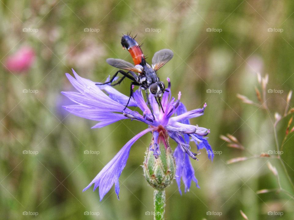 Un étrange insecte sur une fleur bleue, violette dans un champ