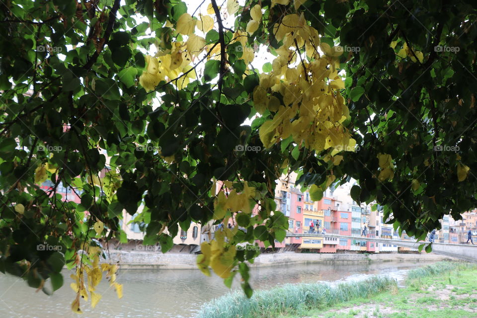 Leaves of the tree turning yellow as first signs of autumn 