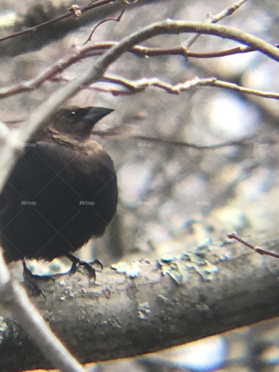 Brown-headed cowbird