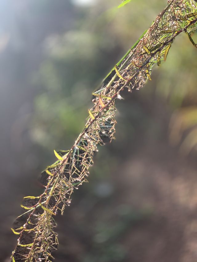 Grass 