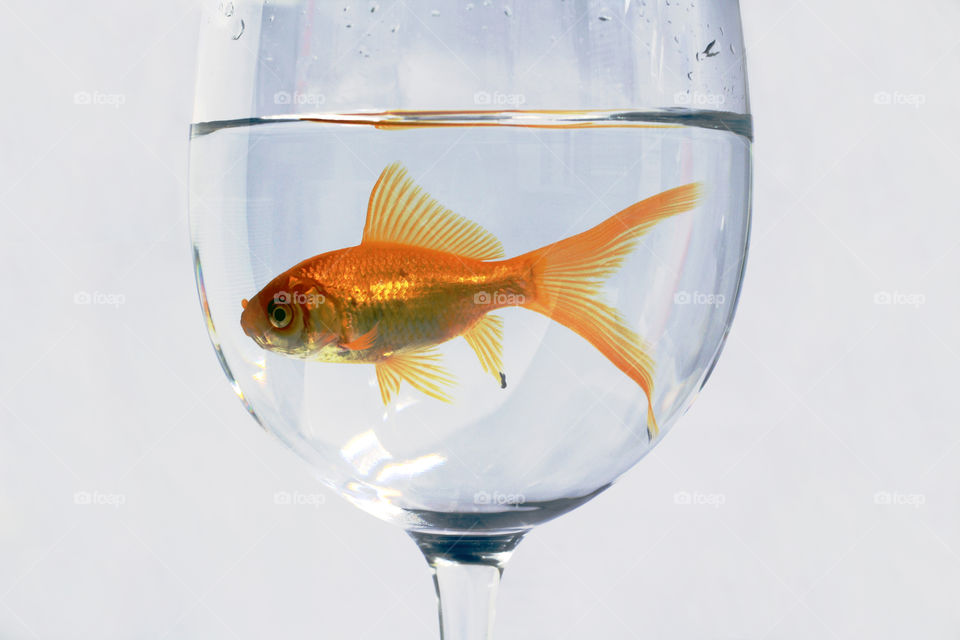 Golden Fish inside a cup