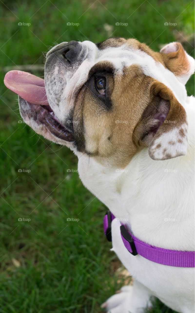 English Bulldog Lucy