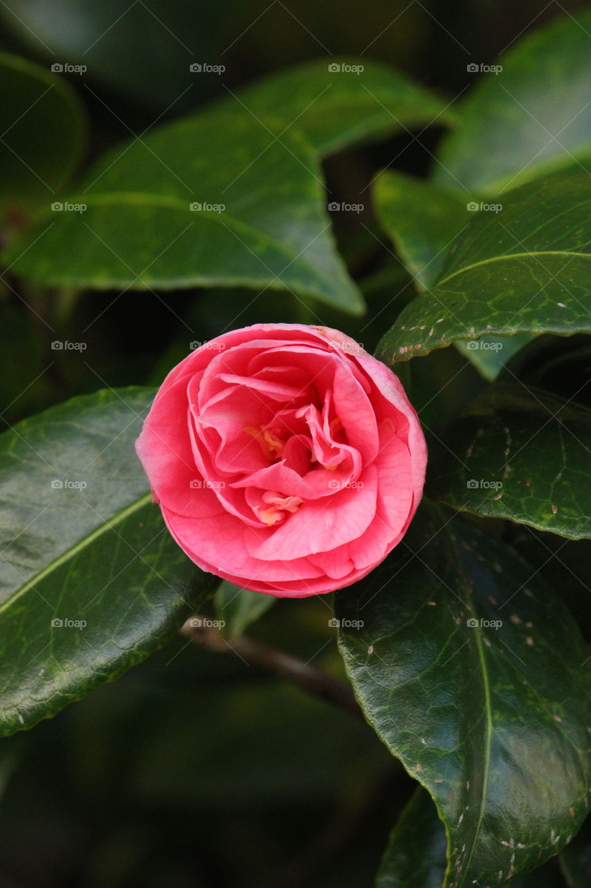 The pink rose of a Japanese camellia tree