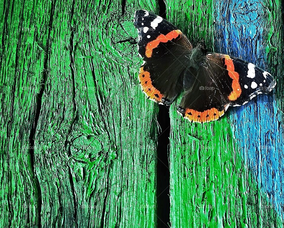 A colorful butterfly with cracks in it's wings chilling on painted wood in Holland