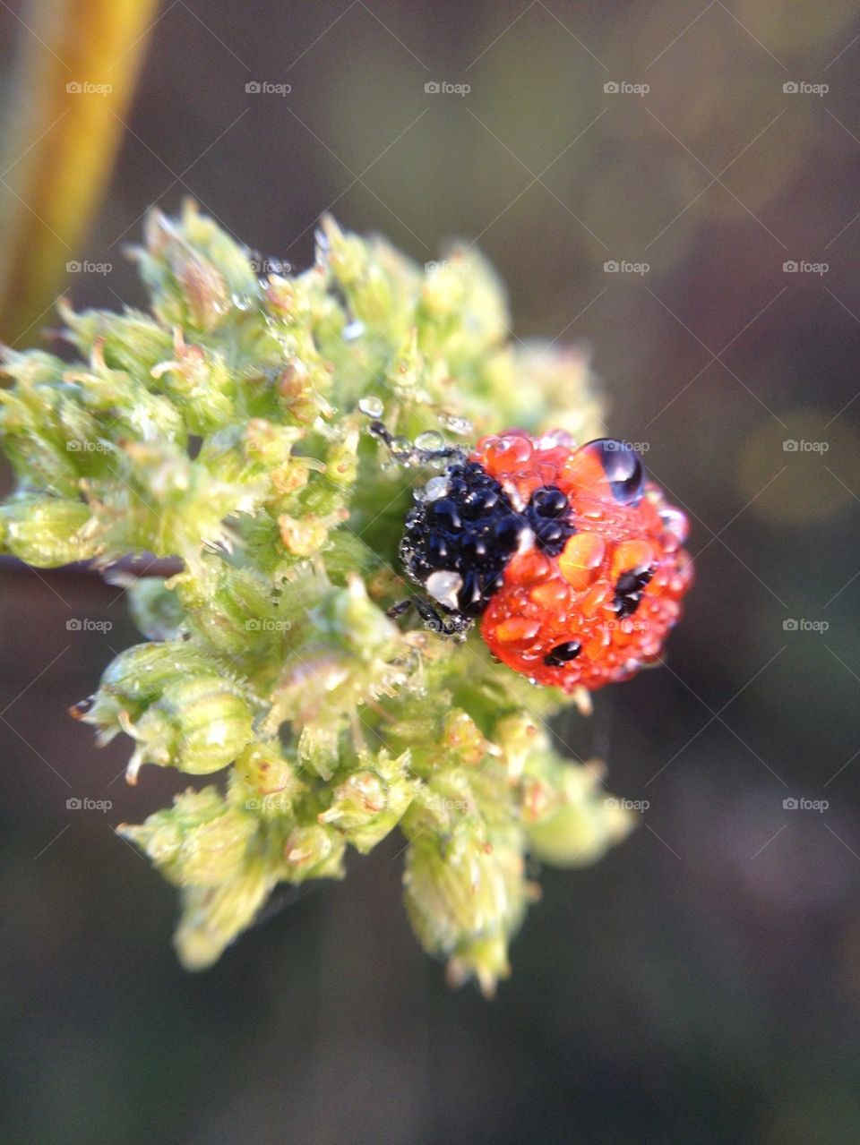 Sleeping ladybug