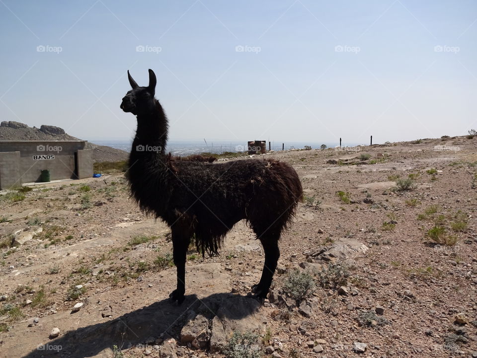 park pet in ciudad Juarez