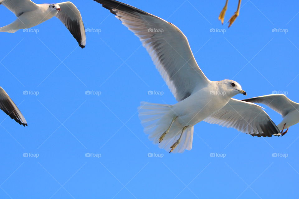 Seagulls, Bird, Flight, Fly, Nature