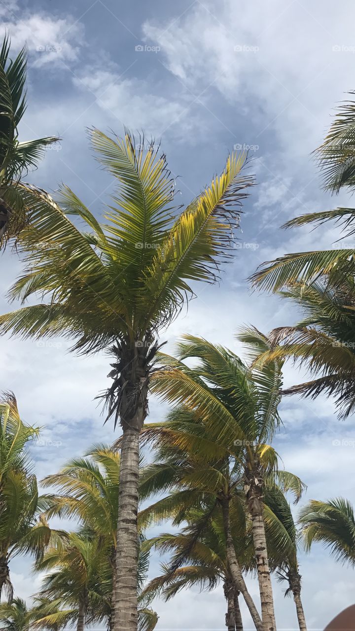 Topical Palms in the Wind