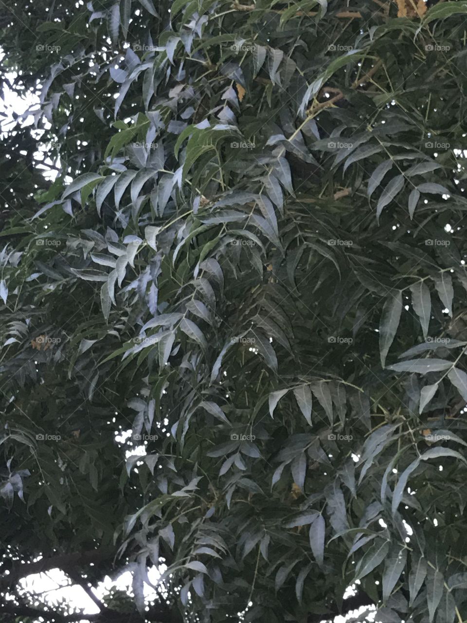 Tree leafs. It is nature at its best.