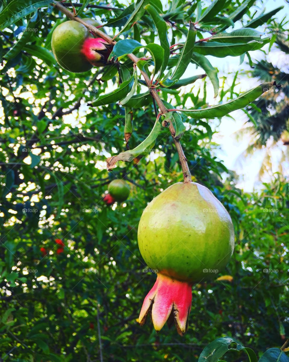 Tree, Fruit, No Person, Leaf, Tropical