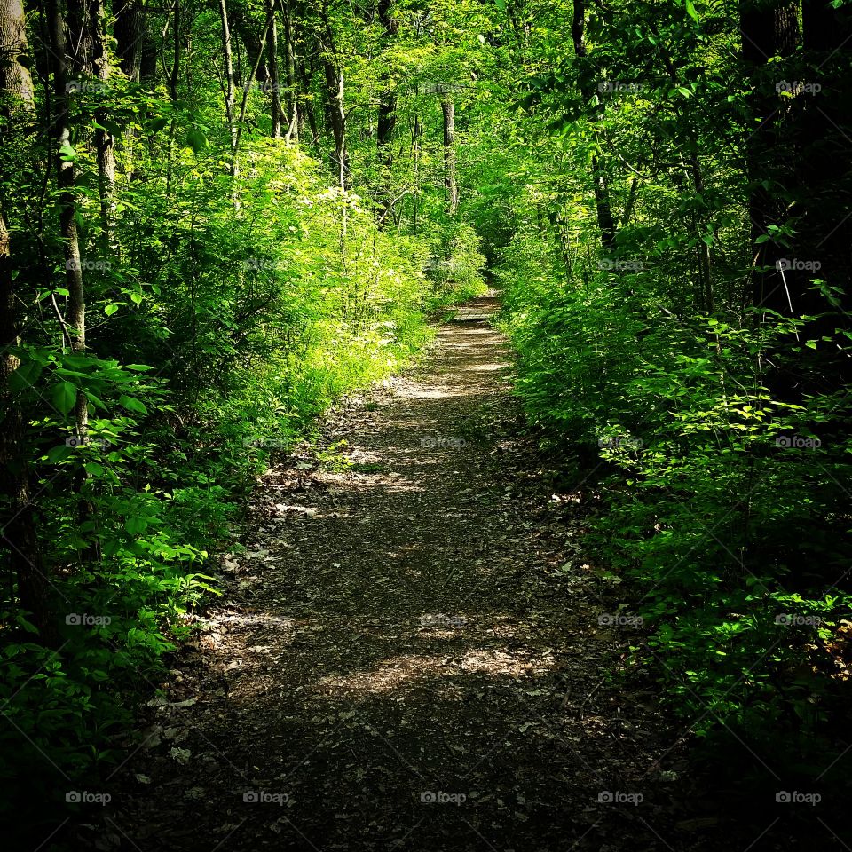 the path. just a path through the woods that I enjoy walking on