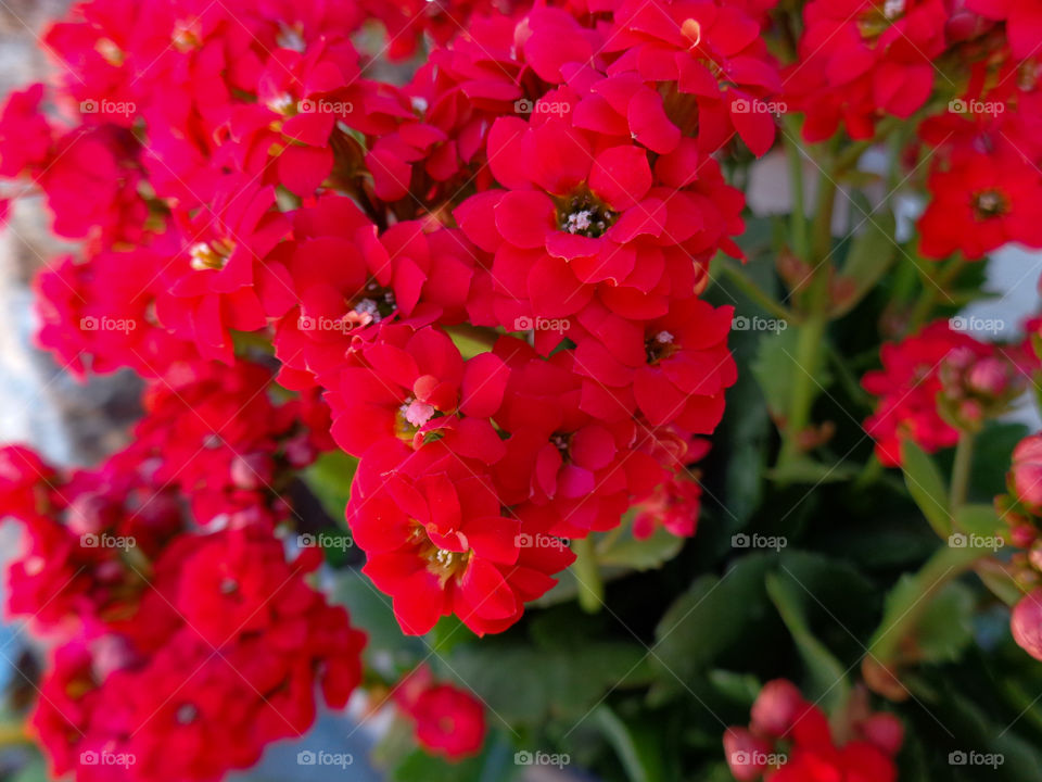 Red garden flowers
