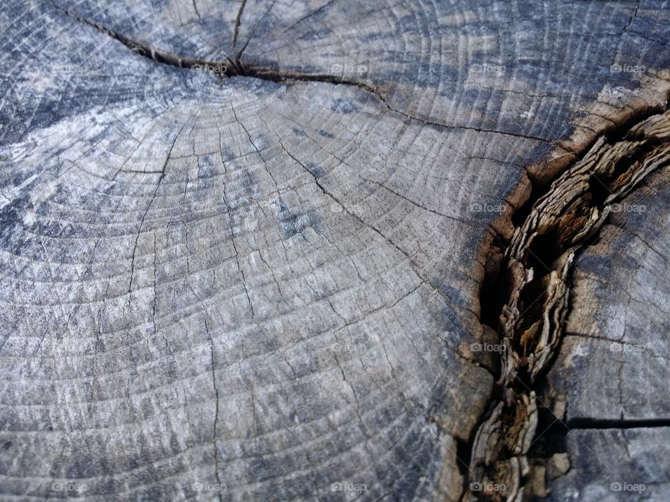 Wood