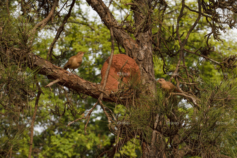 Couple of birds, Rufous Hornero