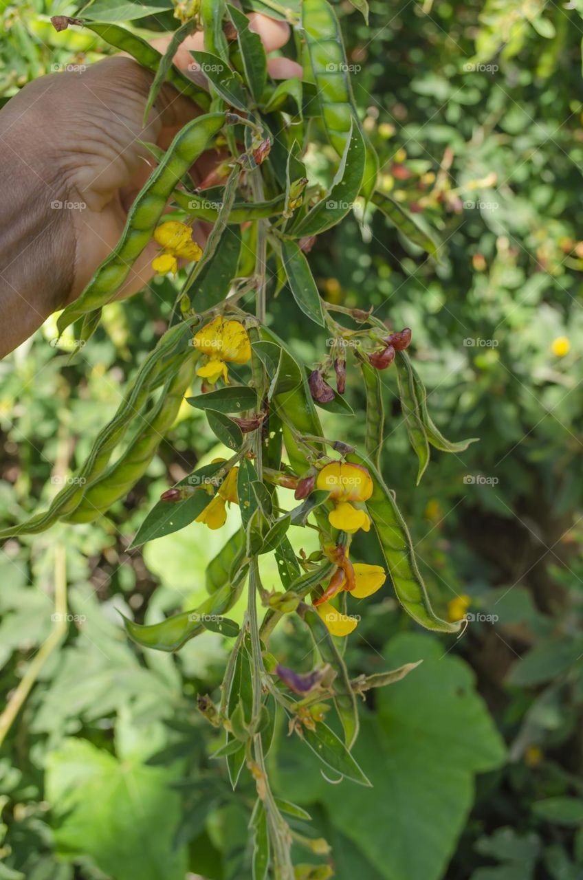 Pigeon Peas And Pods On Tree