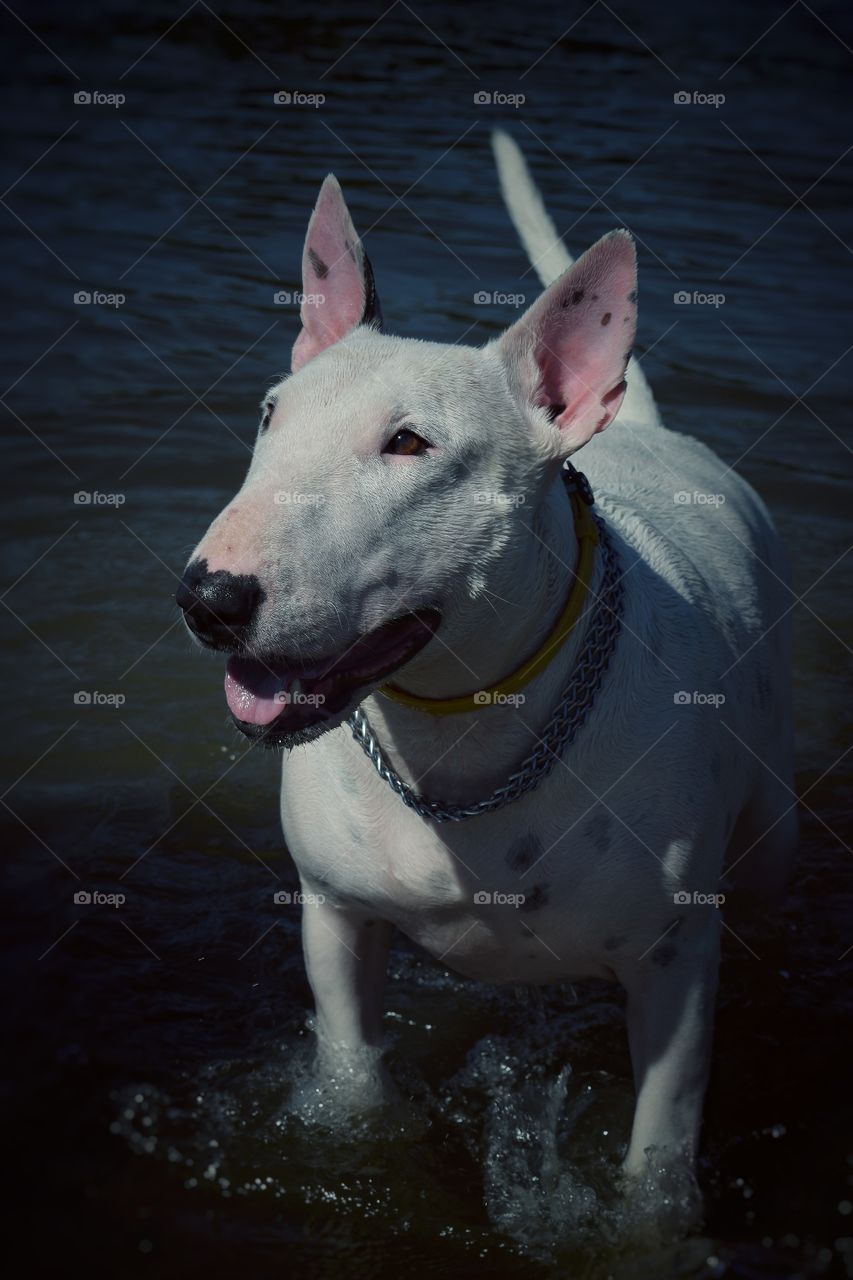 dog in water