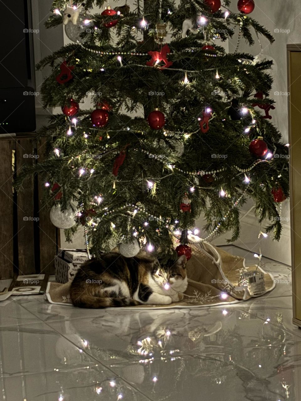 Cat under Christmas tree 