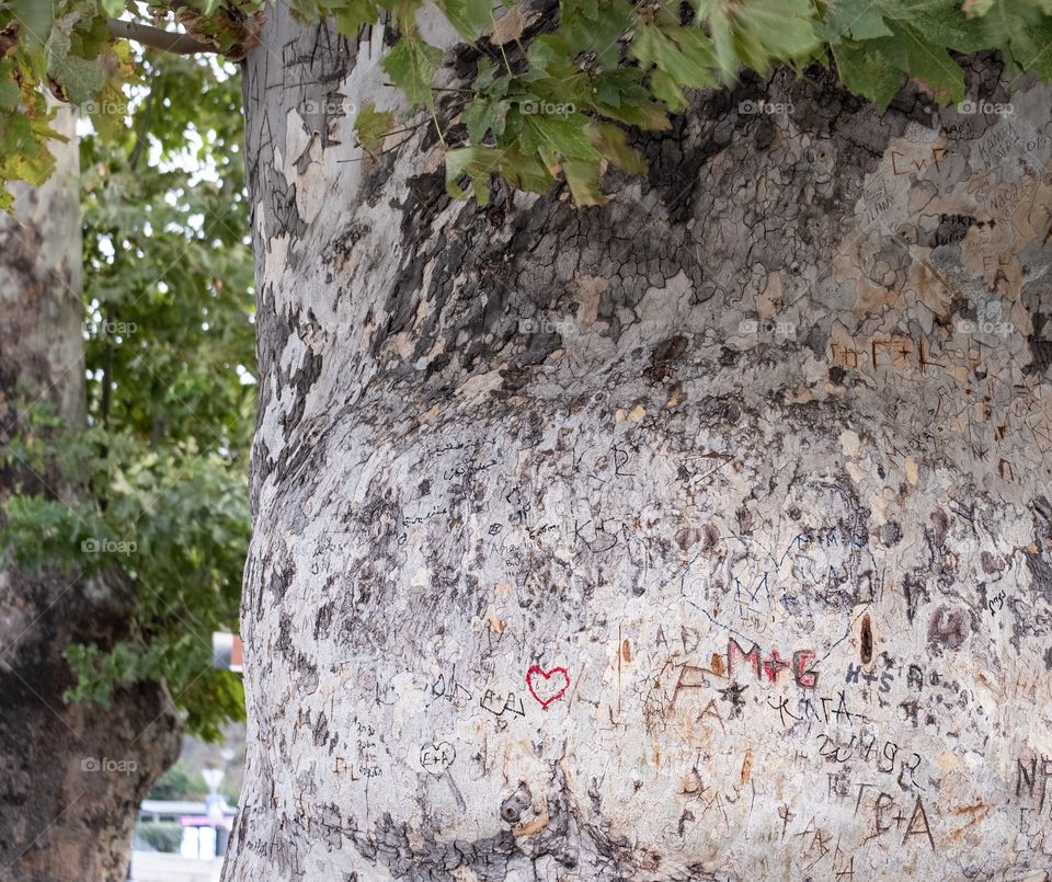Loving symbol on the surface of big tree in Georgia 