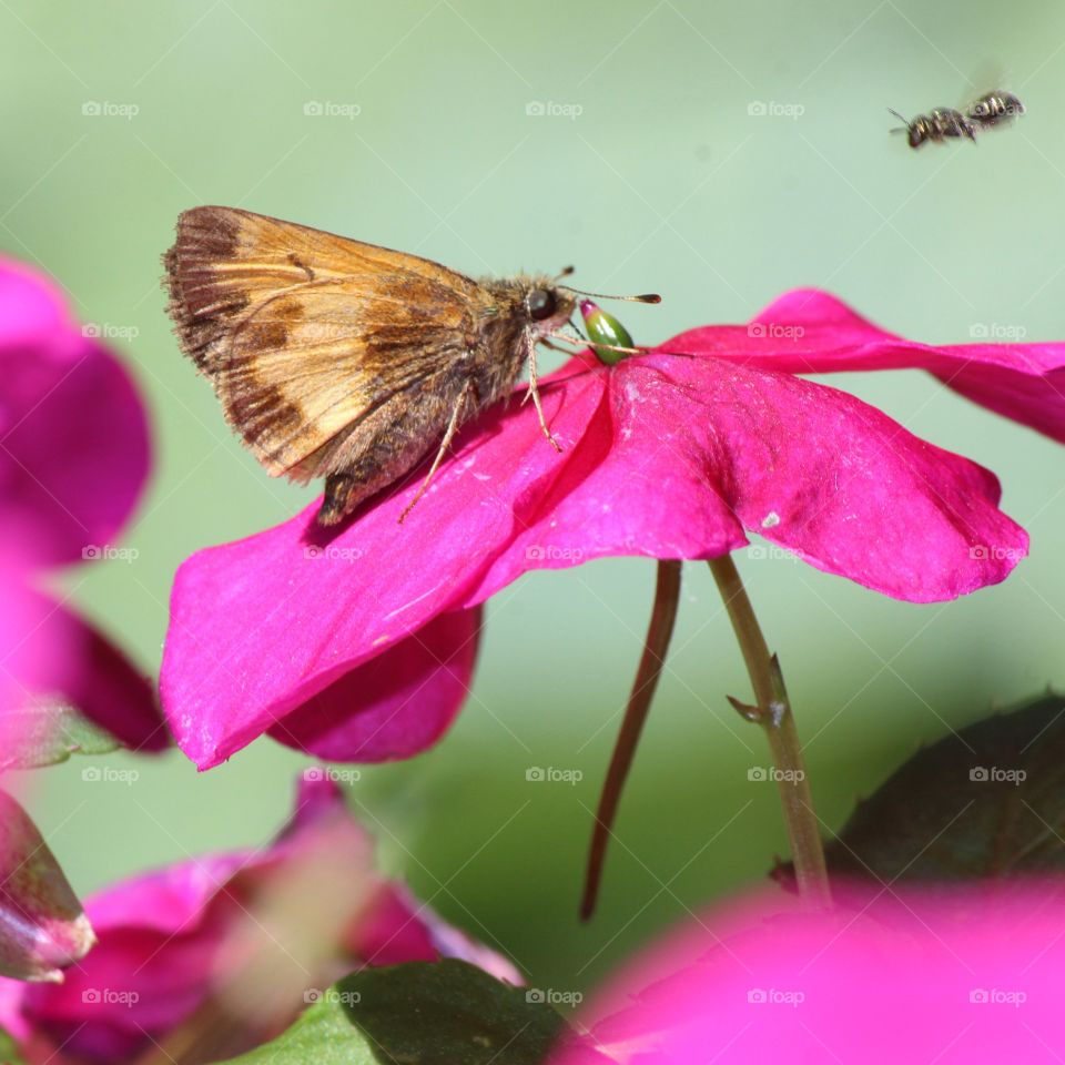 incoming bee going after the same bloom as the skipper