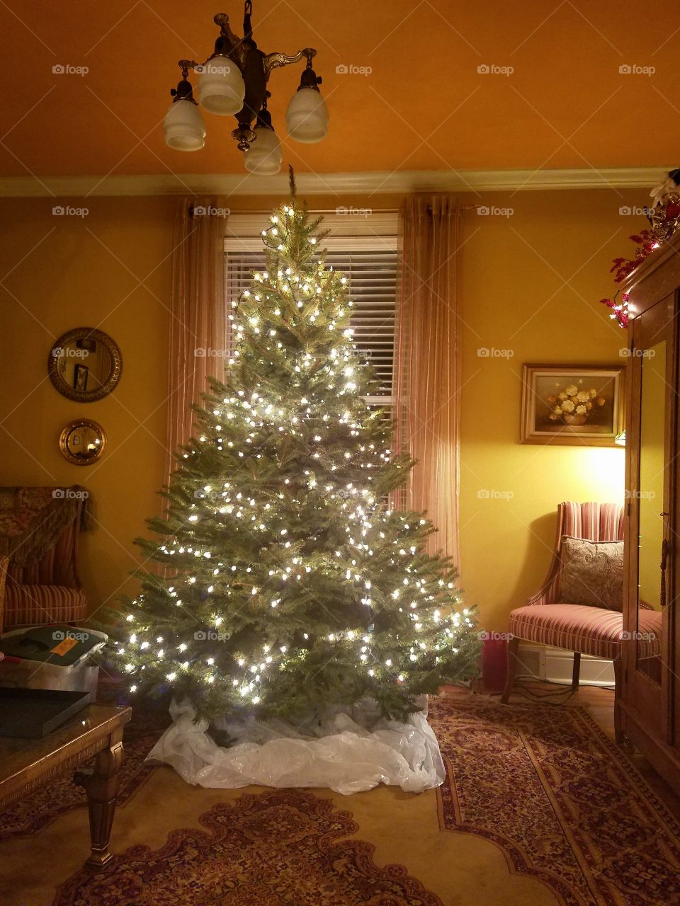 putting lights on a real tree