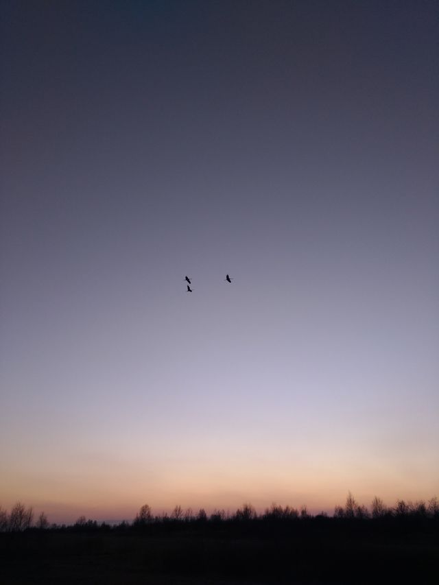 birds