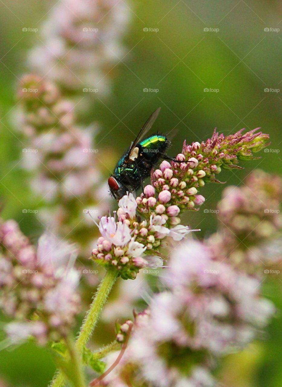 Fly feeding on nectar