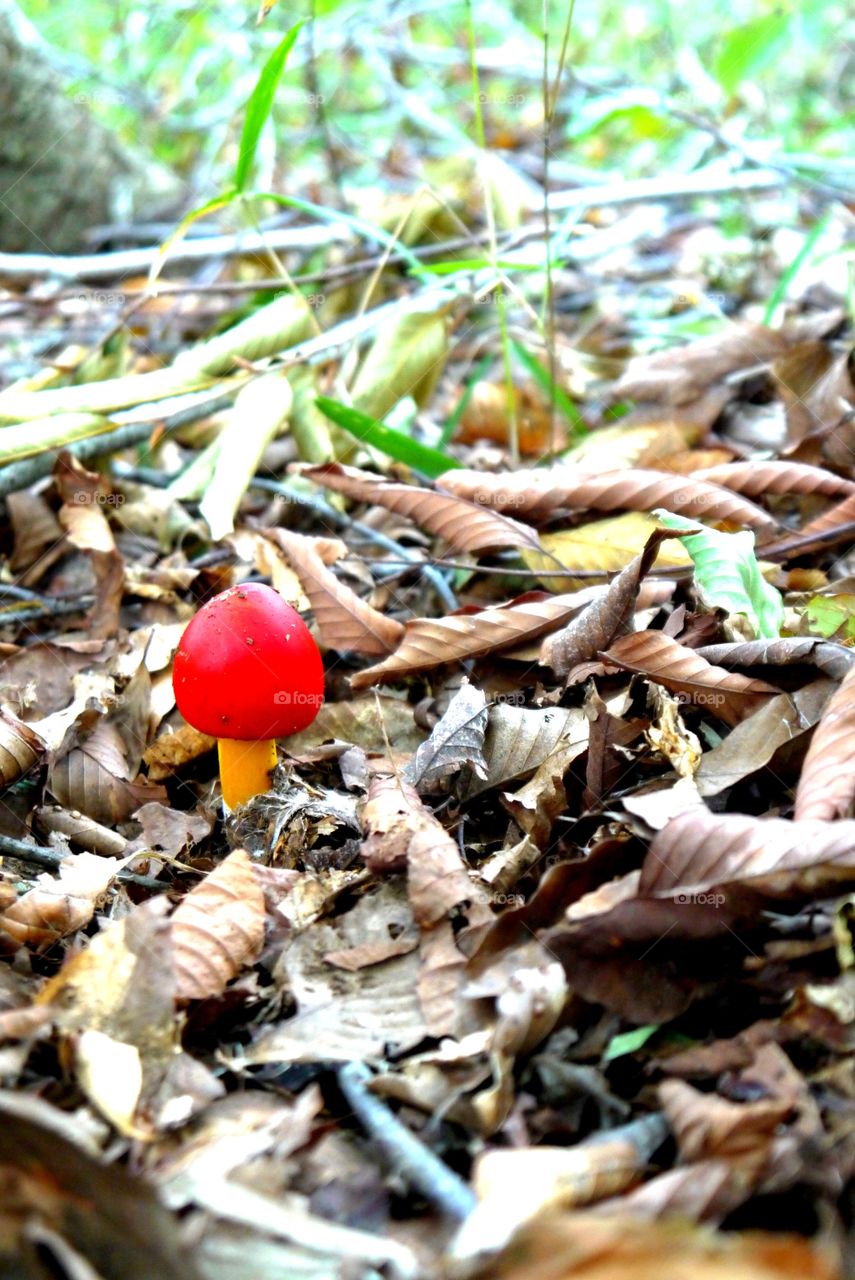 Mushroom in a forest