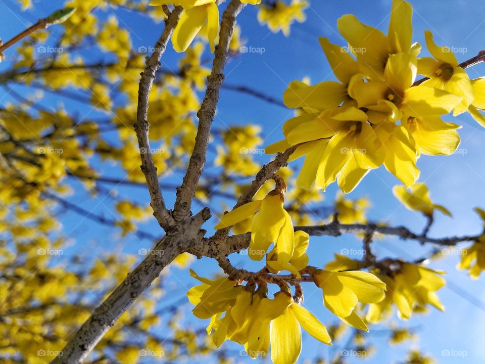 Yellow flower growing on tree