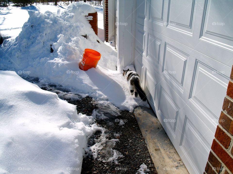 Snow cat 